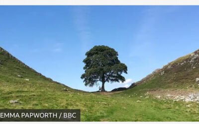 The Sycamore Gap Tree